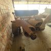 САЙТ IMG_8134 Коток К‑6 (кільчасто‑зубчастий)